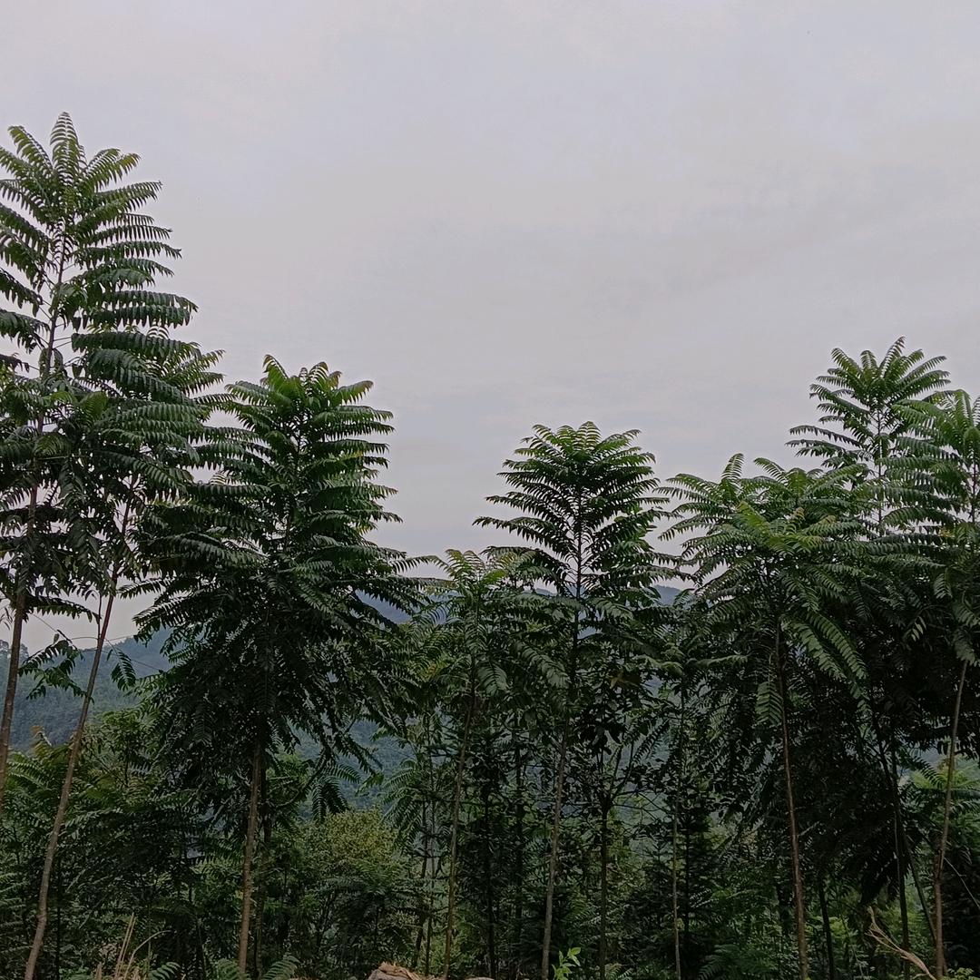 顺其自然