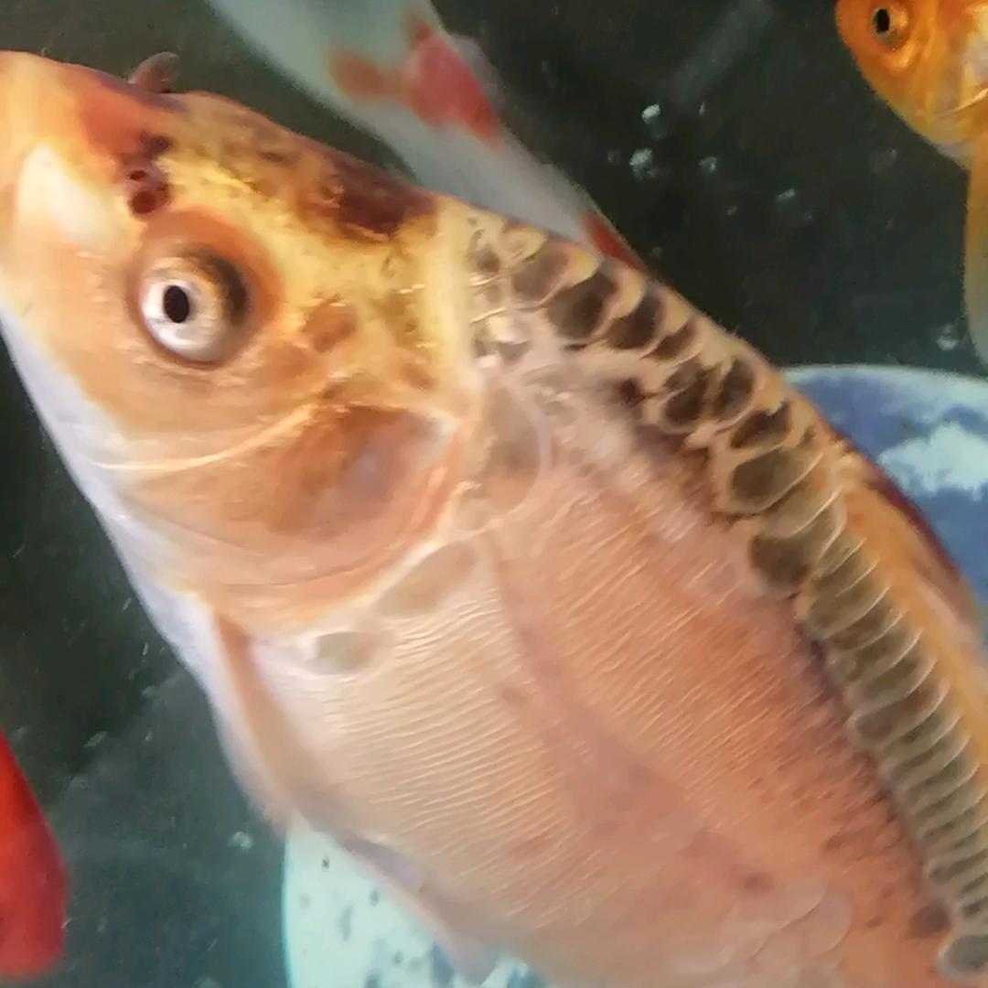 热心人