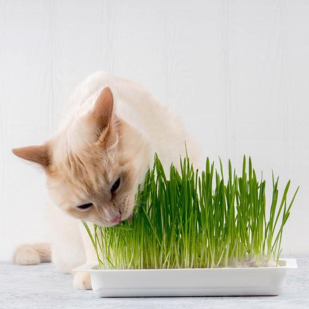 小猫爱吃草
