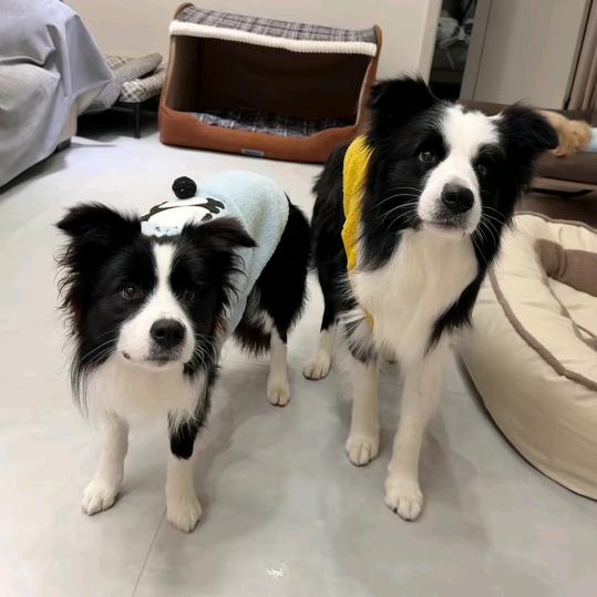 小迷糊[斗图表情]