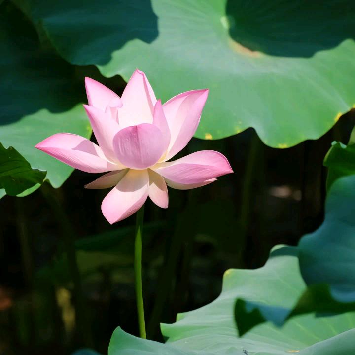程姐
