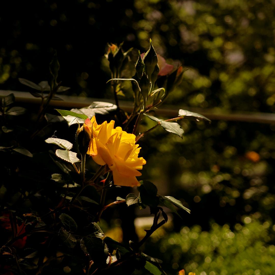 🌈🌈🌈会上树的老虎🌈🌈🌈