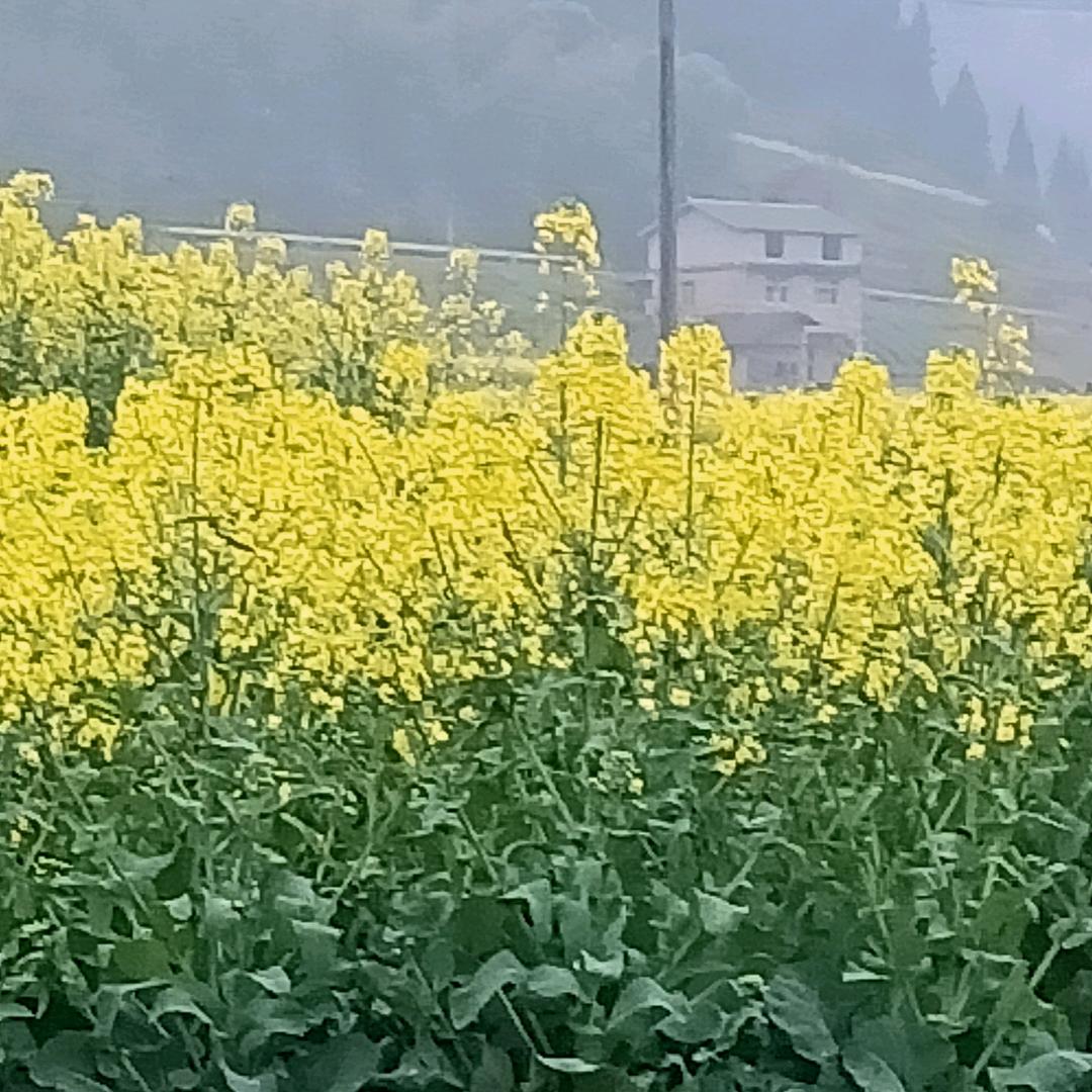杨三姐拒绝私聊