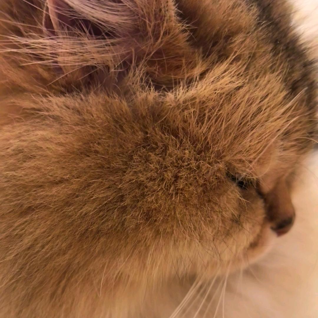 猫猫咪咪
