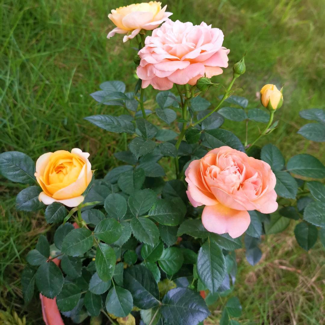 🎀