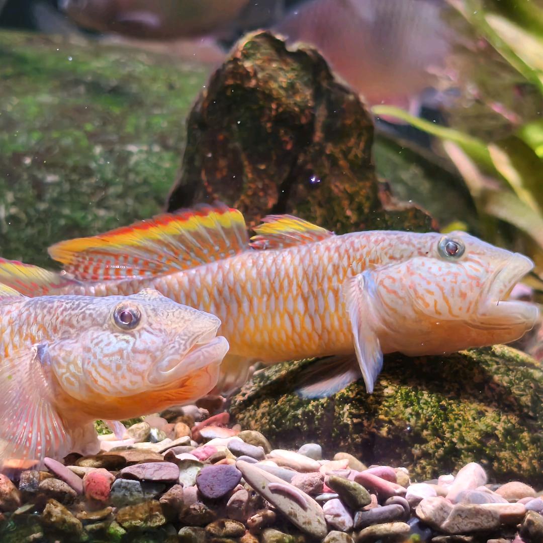 几位  两位 还有周一