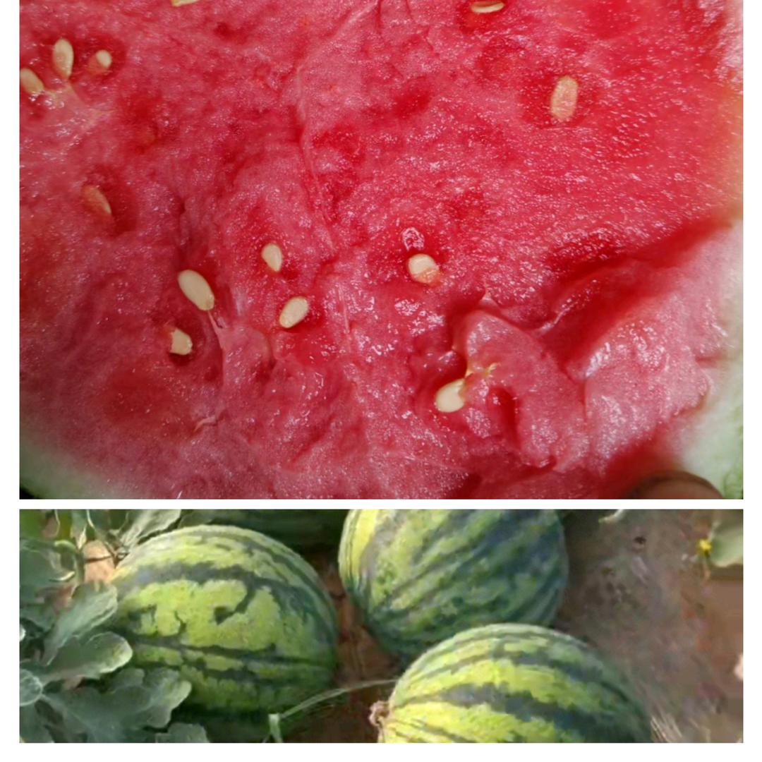 美都麒麟西瓜 种植