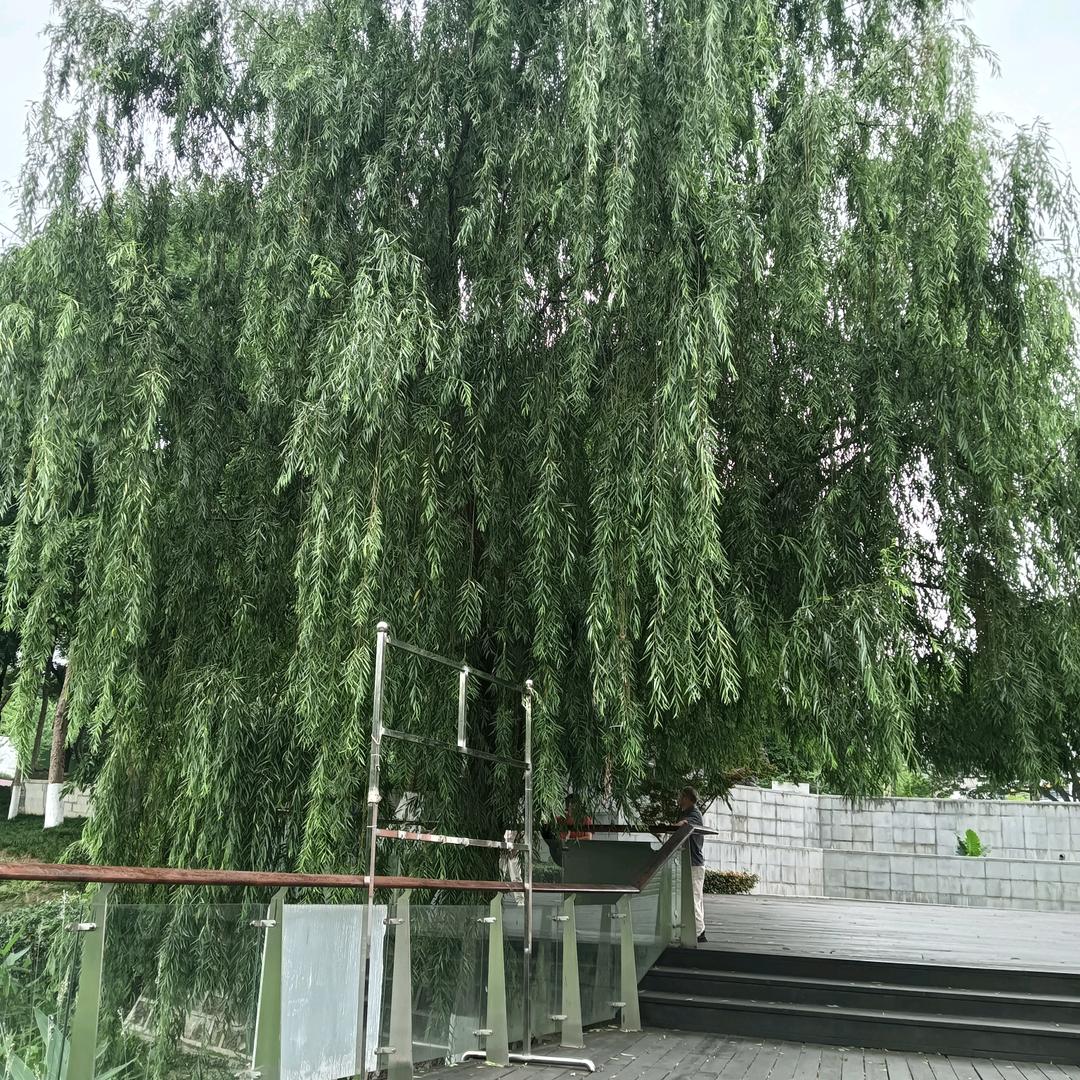 六六大顺刘亿哥