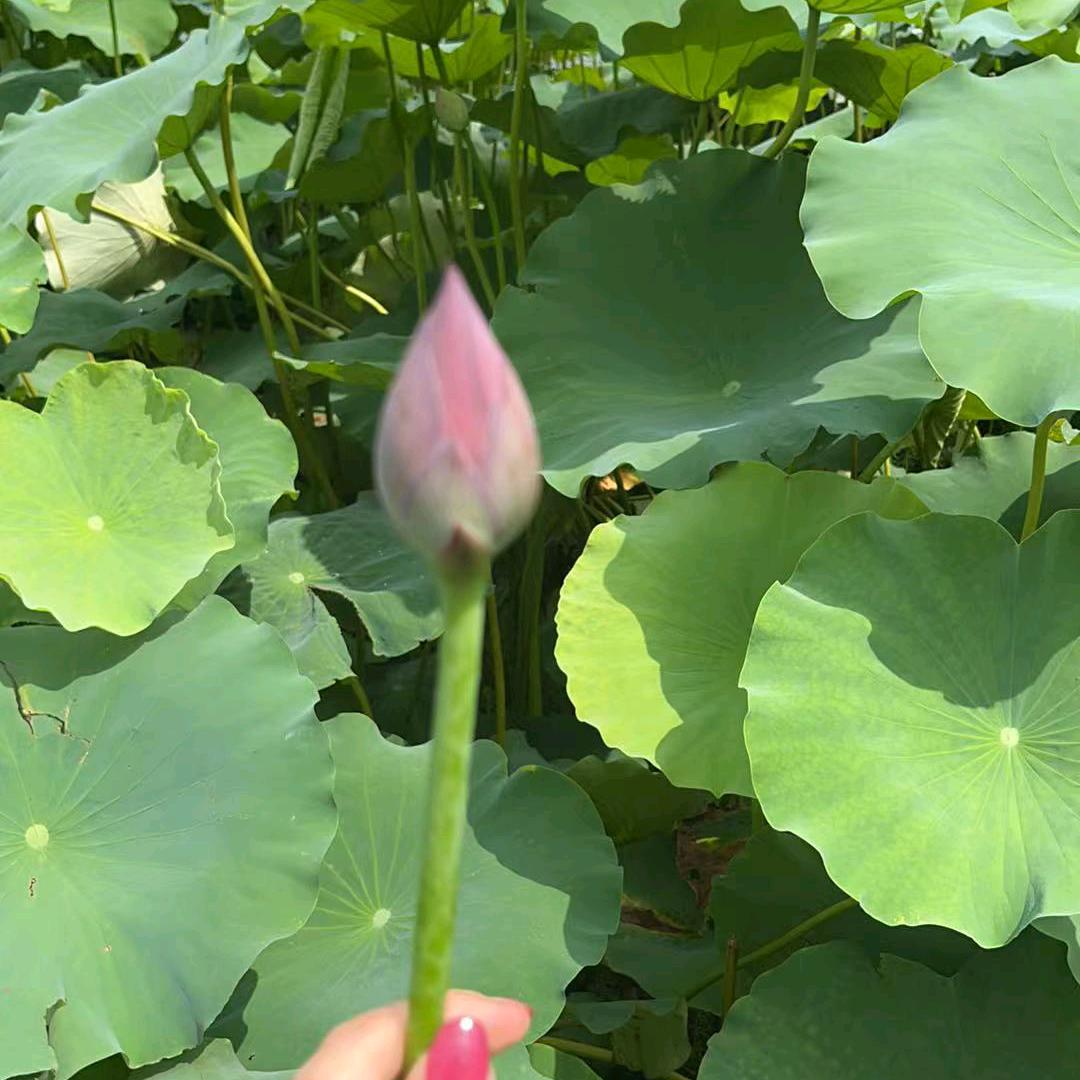 ，夏天的风