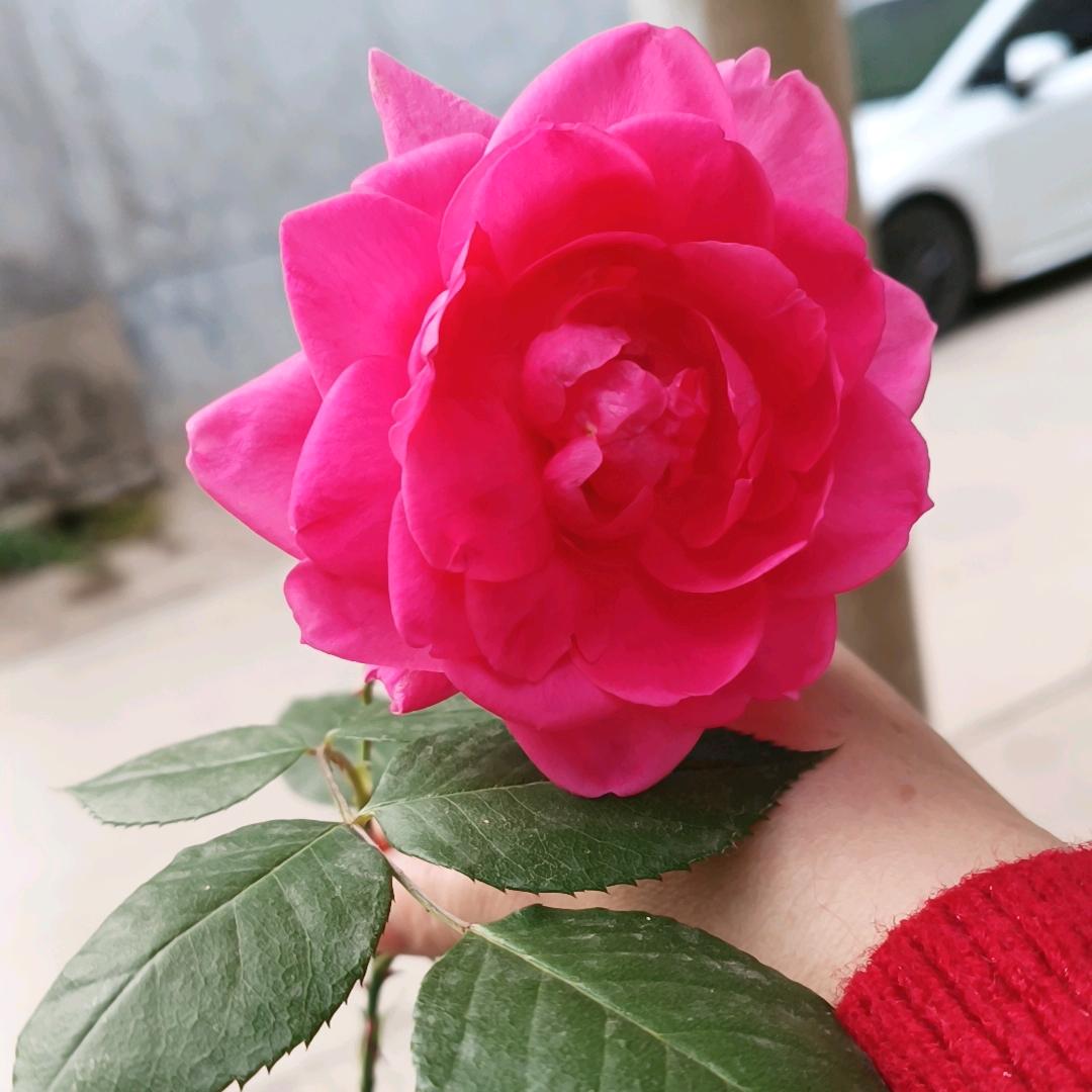 幸福像花儿一样％