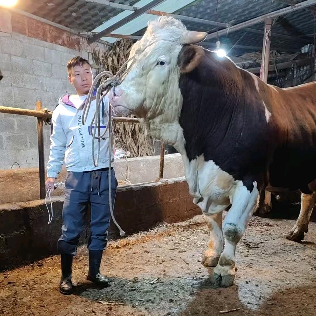 一线兽医动保 猪牛羊冻精改良