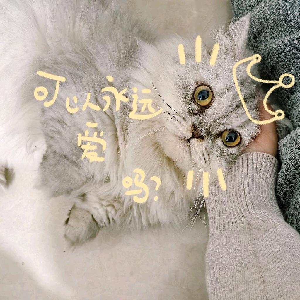 肉嘎嘎越来越多啦