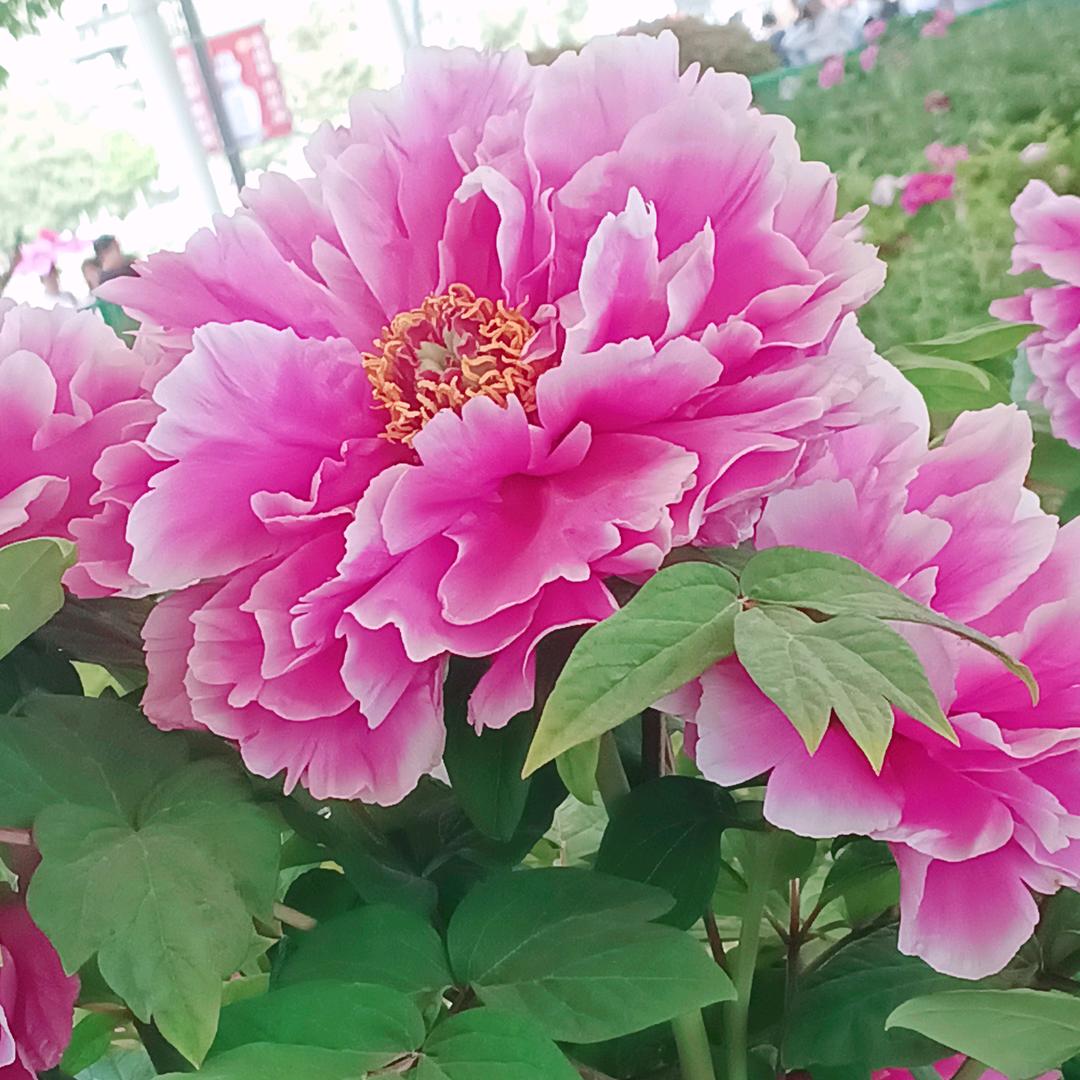 🌴🌻🌺微笑释然🌺🌻🌴