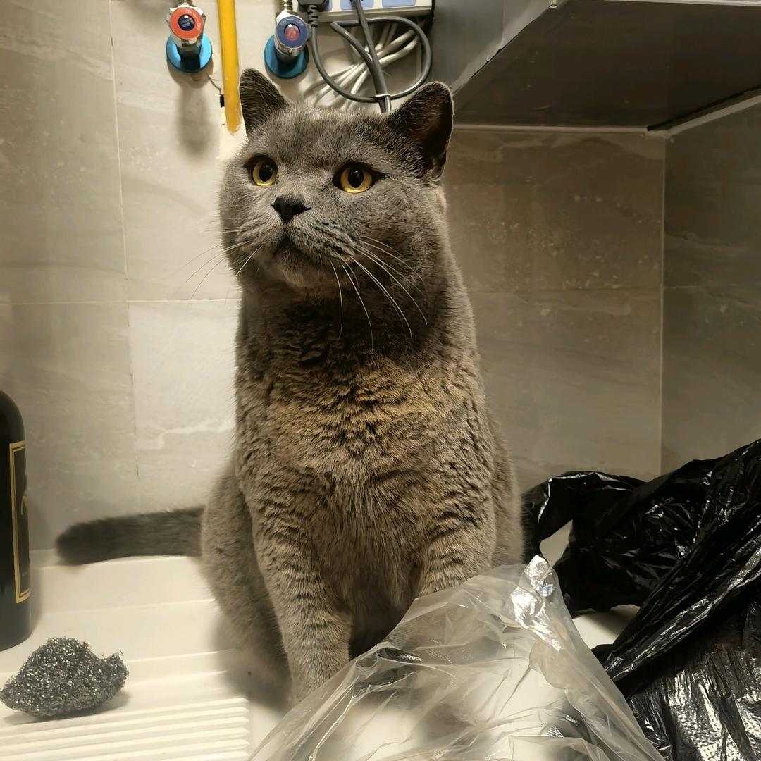 @糯米是肥猫