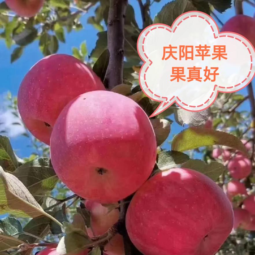塬上庆阳人（土特产批发）