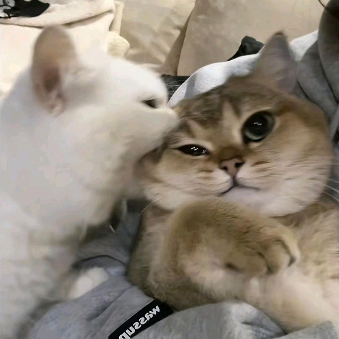 翻斗花园第一突破手