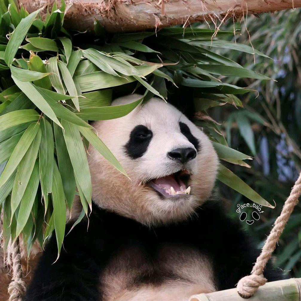 顺 遂馄饨汤🐑⋆͛ᵞᵐ