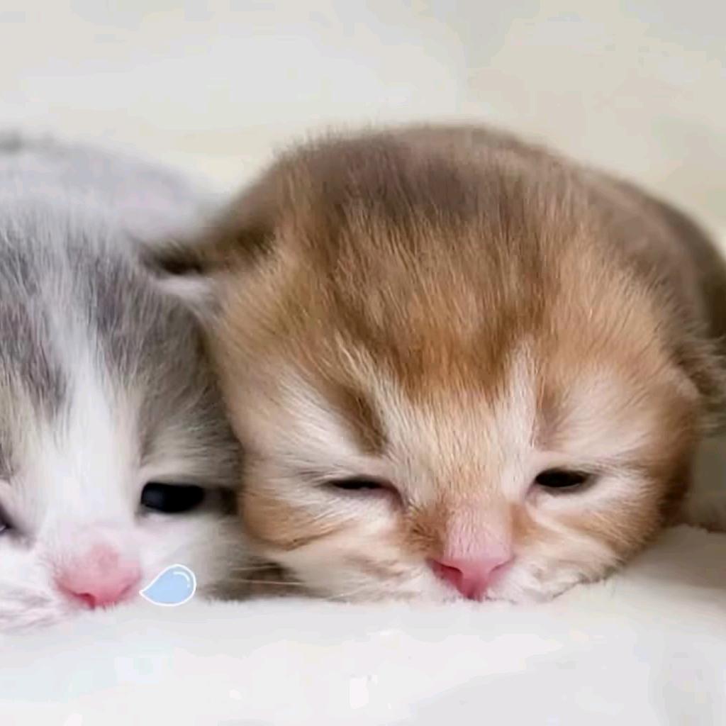 夏夏窝嘟全世界