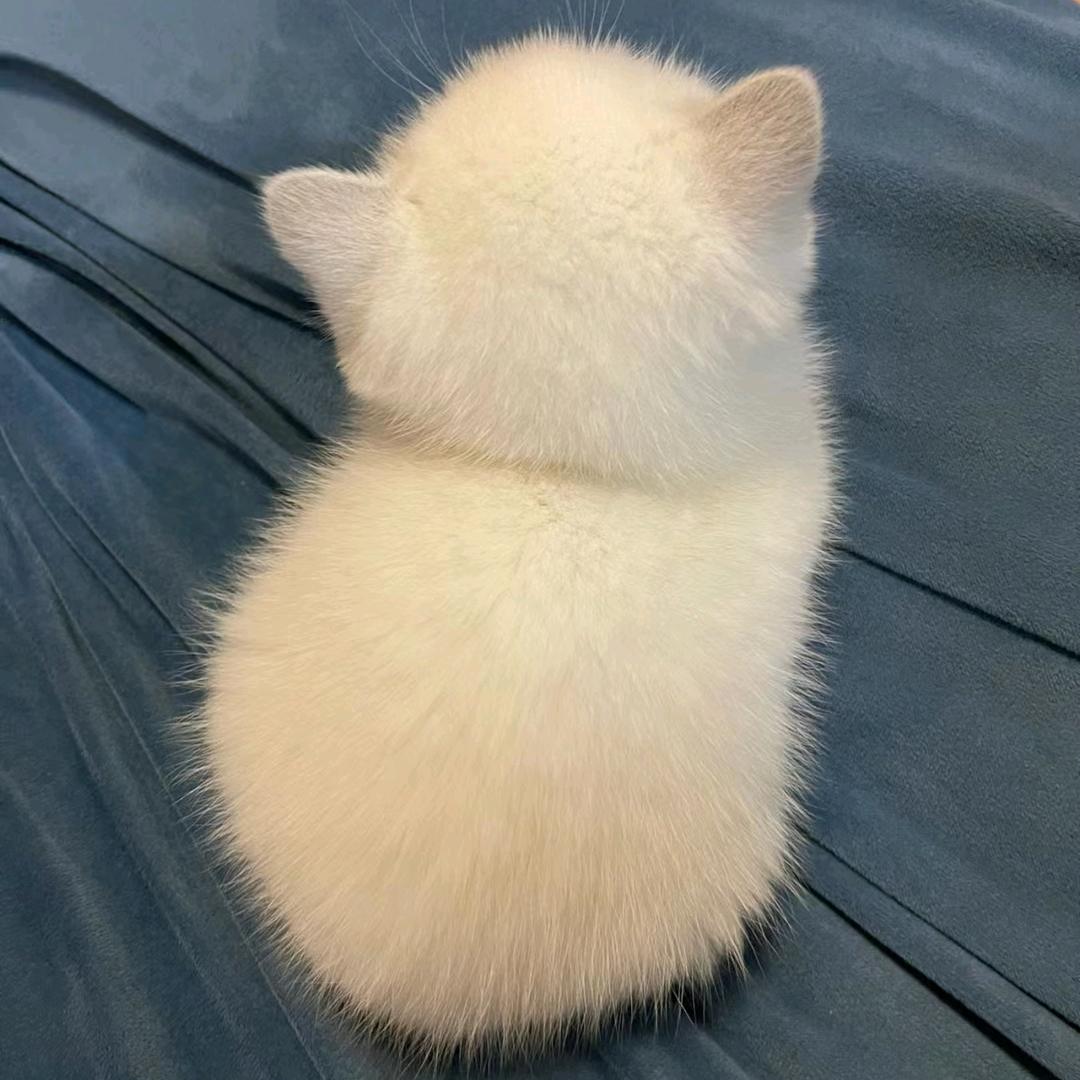小猴子🐒