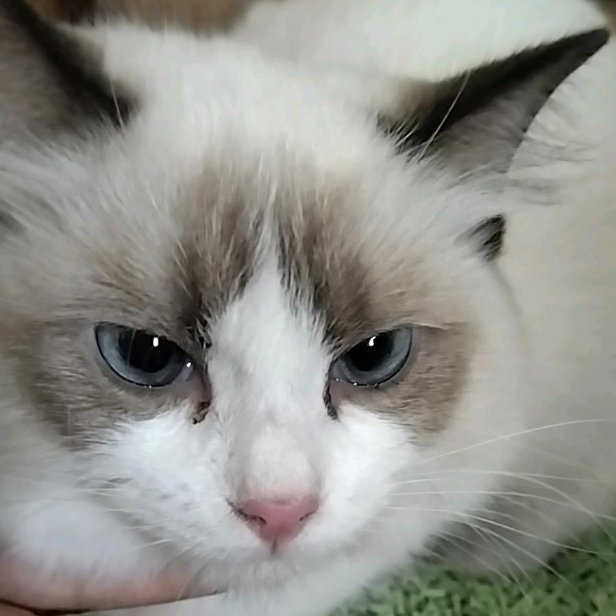 唐老鸭
