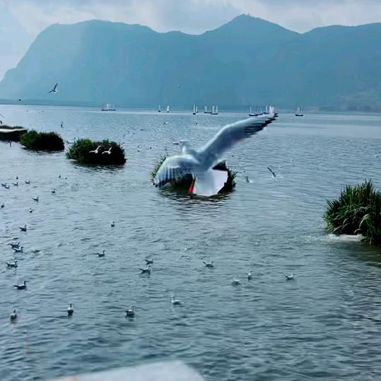 🎼⛱头像