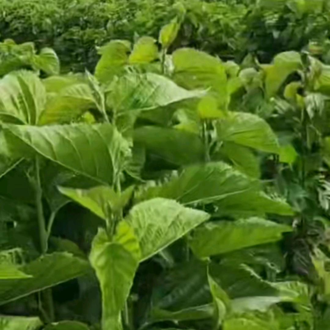 魏桑河农场（一品一播）