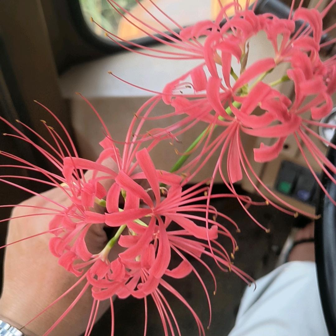 伤不起