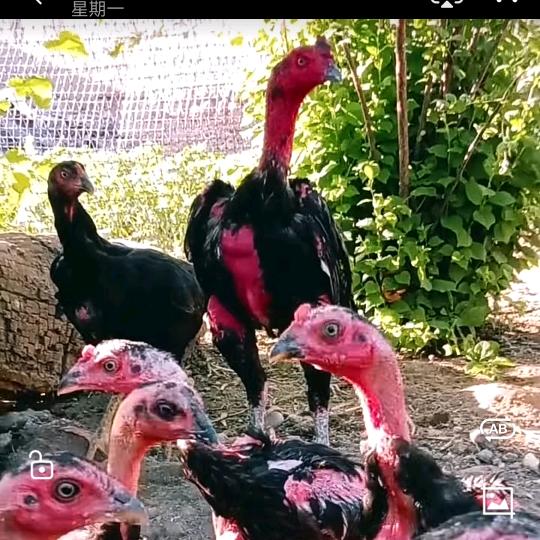 艾哥🐓斗 鸡