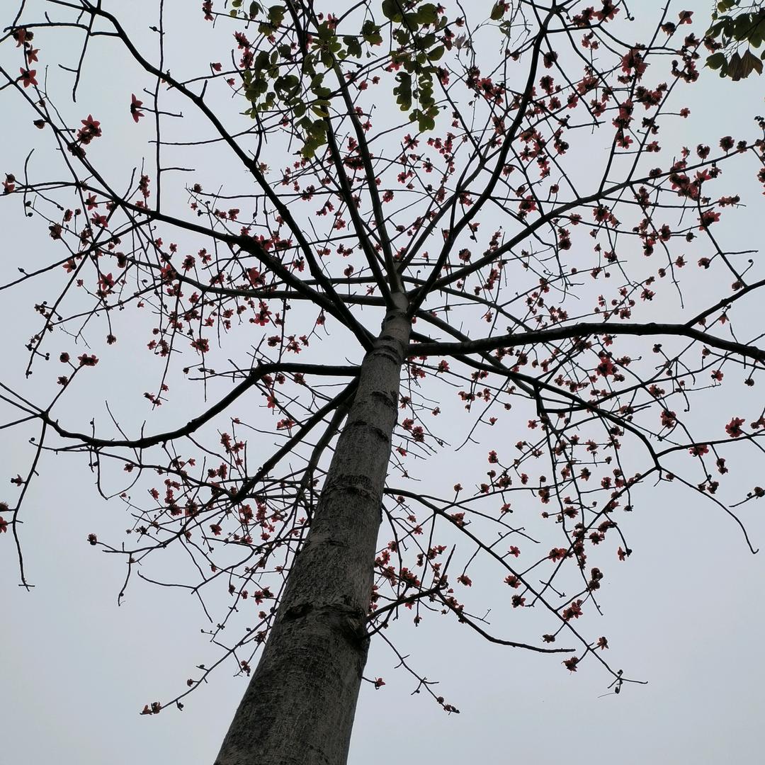 巷子里的小啊猫～～