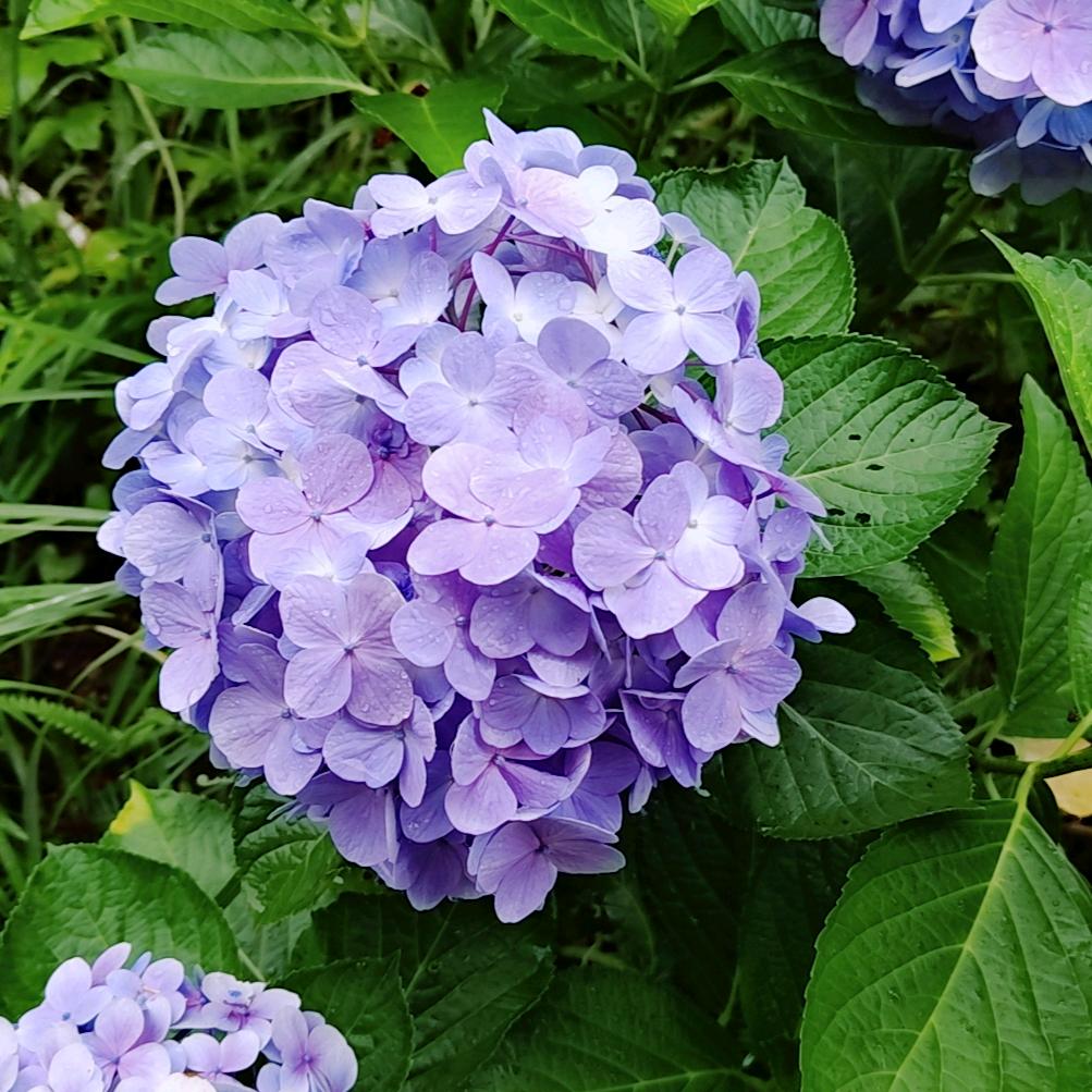 易只洋吖
