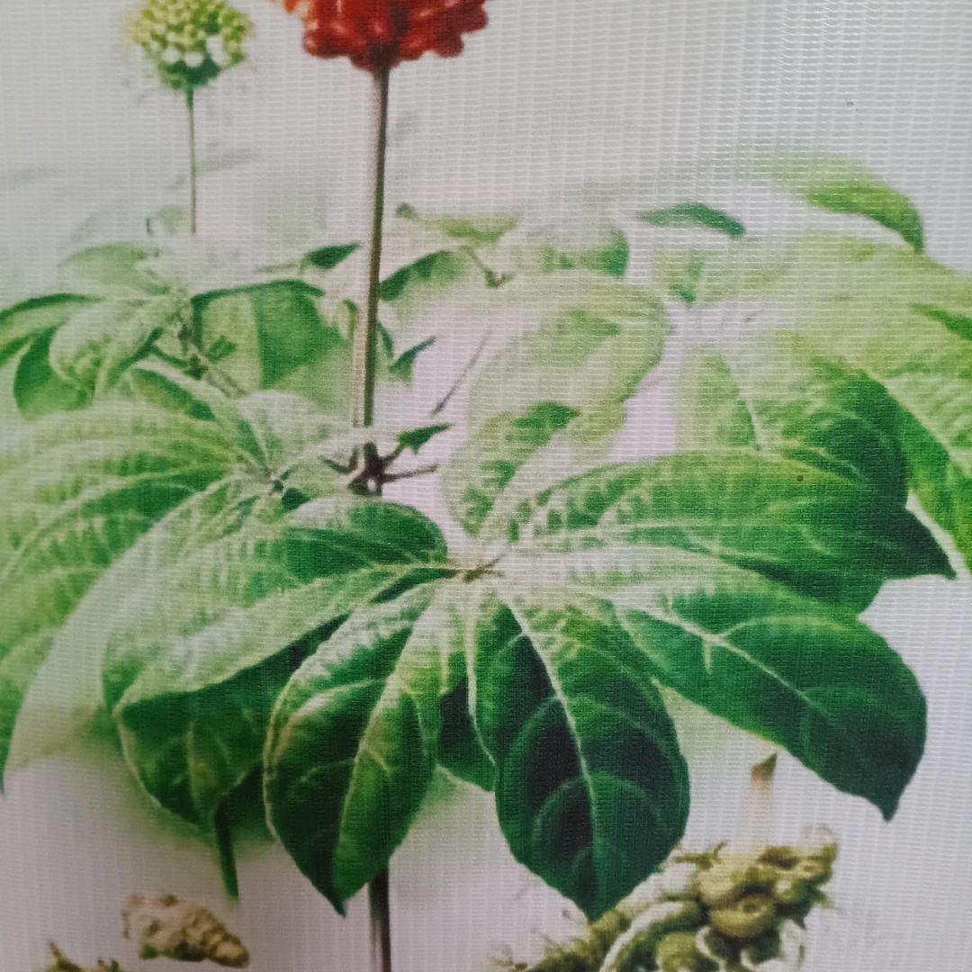 农村大姐