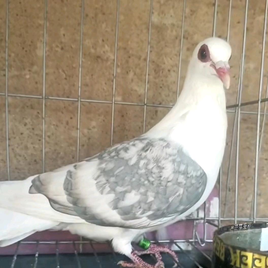 鸽有所好！