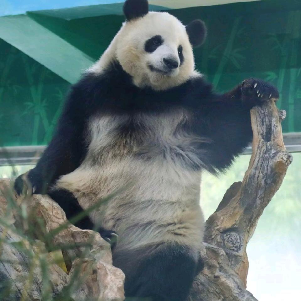 看熊猫能让人开心
