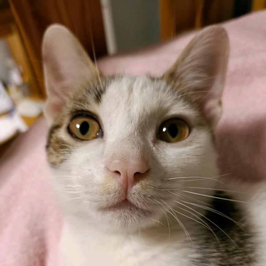 🐱