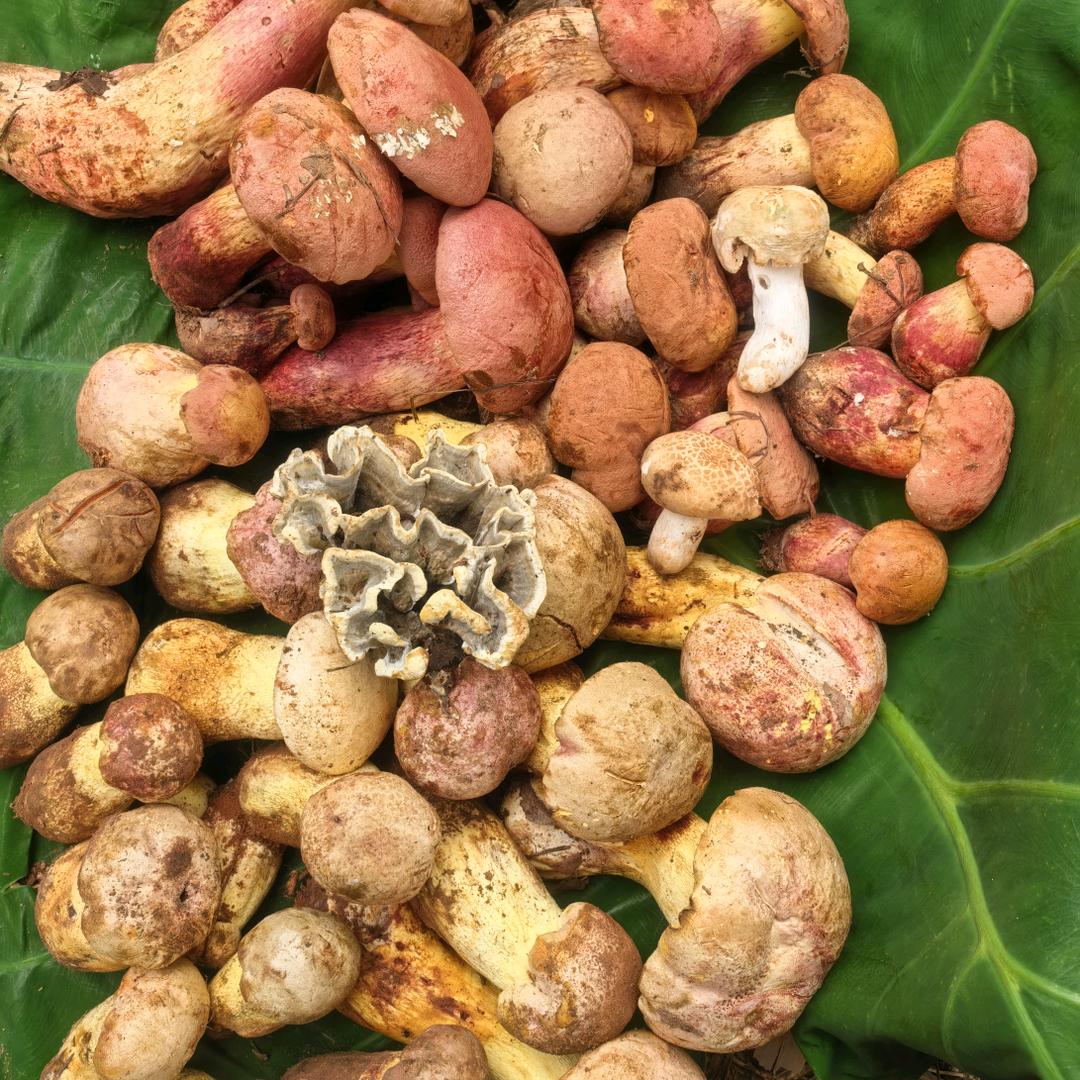 徐小情野生菌优选