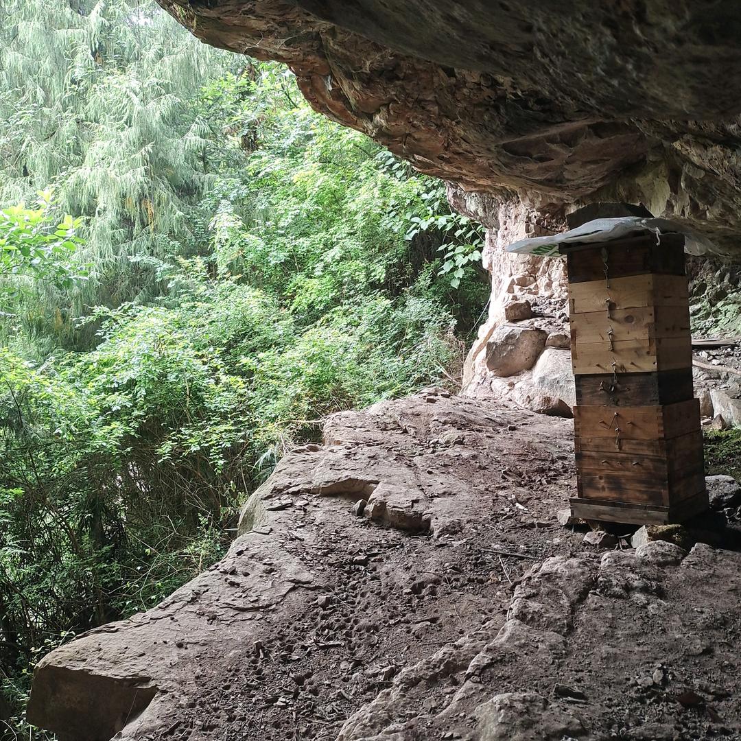 高山养蜂人