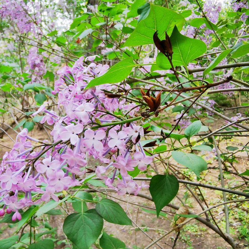 小吕飞刀谈骨论筋