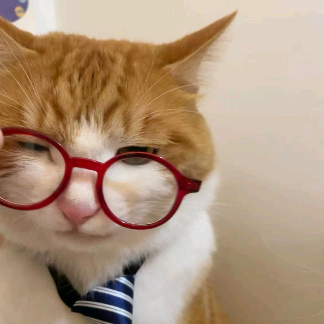 爱喝小猫洗脚水