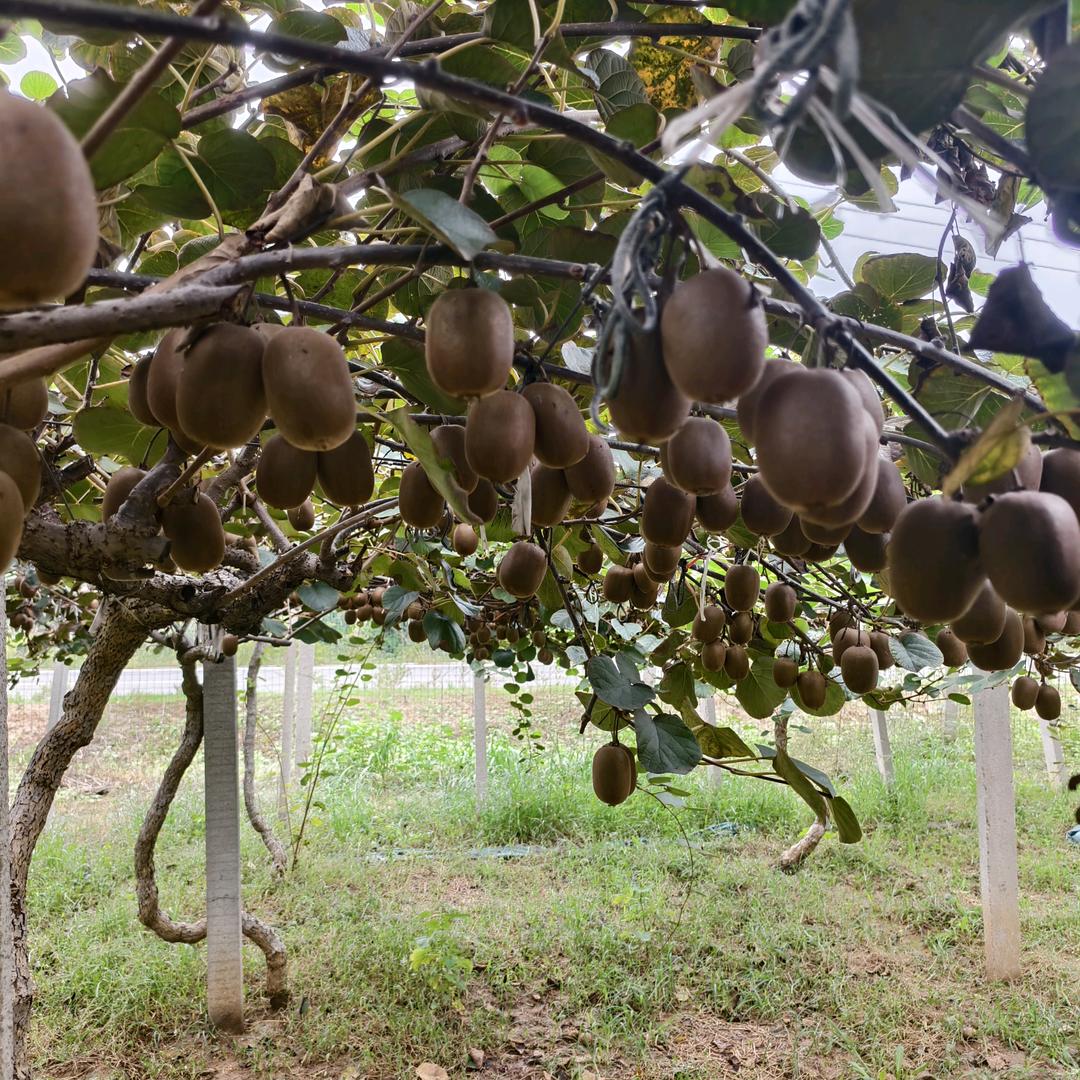 毛四岁，能让梨🍐