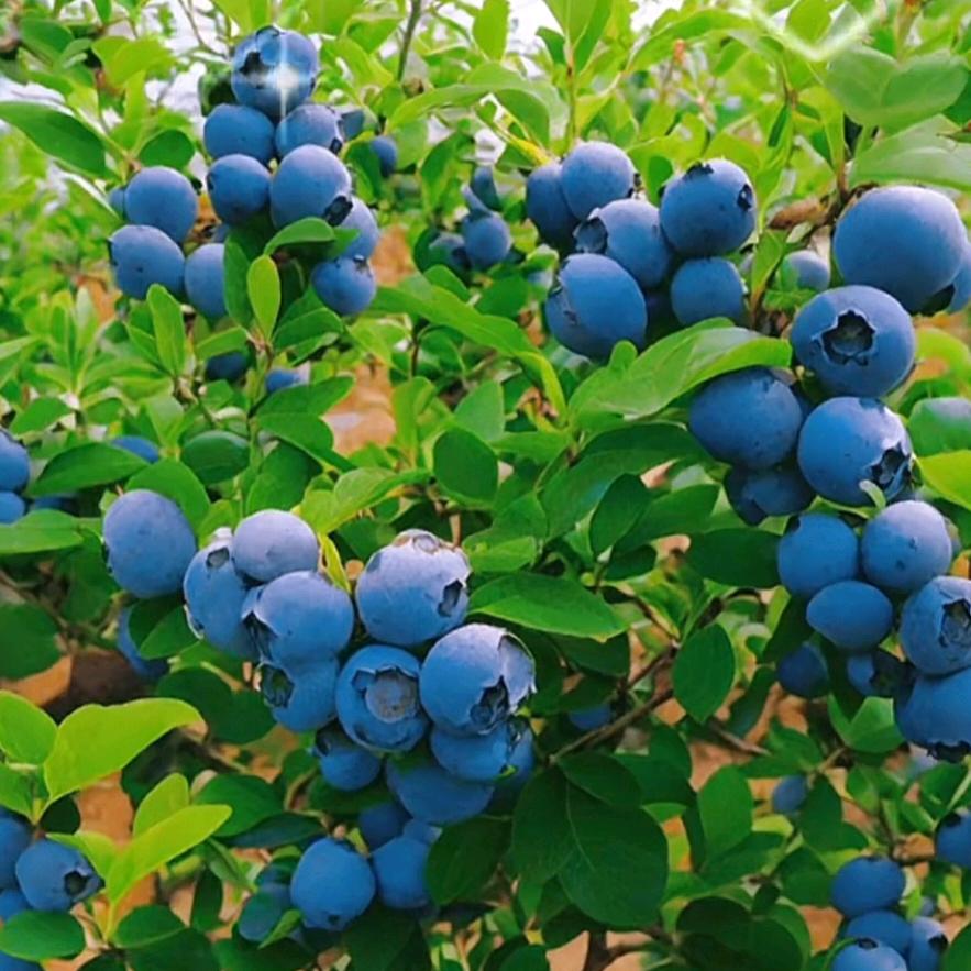 宏盼绿玉果树苗木专卖店