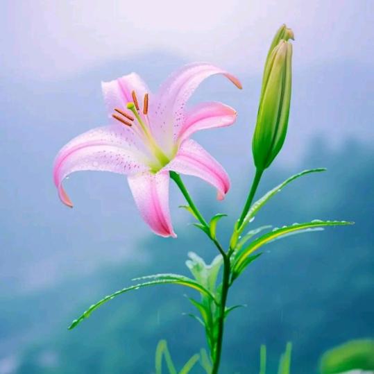 大开心