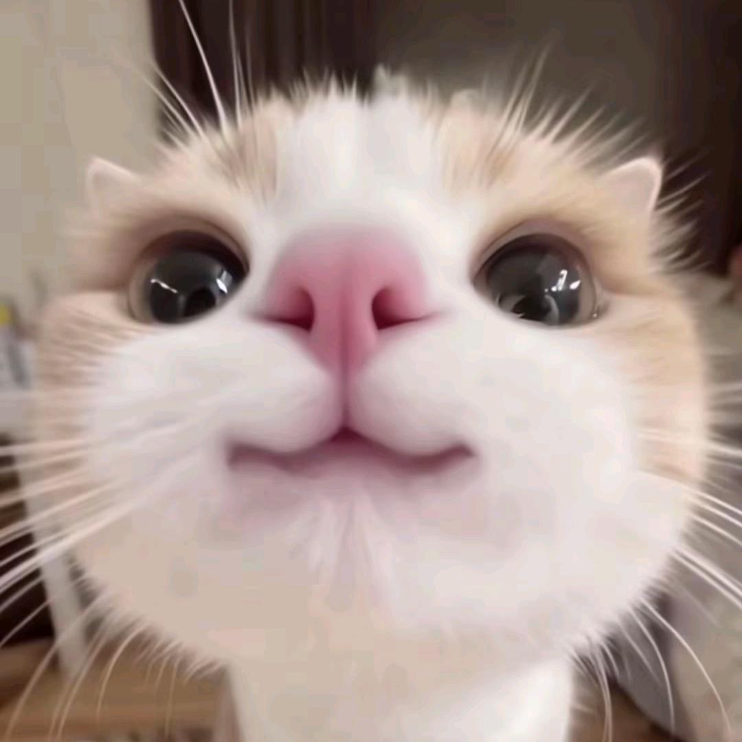 朱元璋不养猪