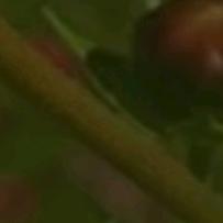 幸福像花儿一样…