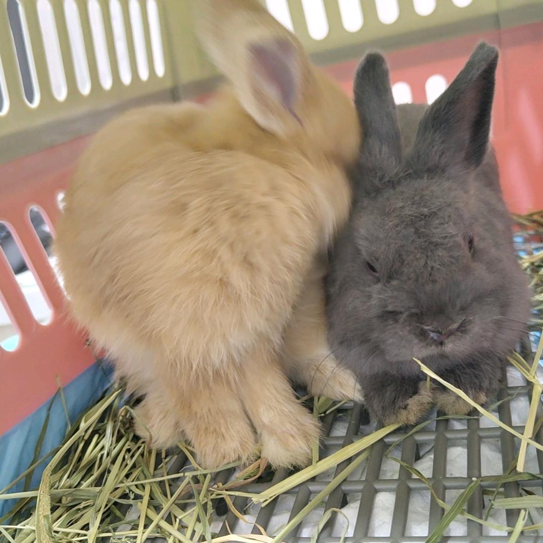 灰儿和金金🐰