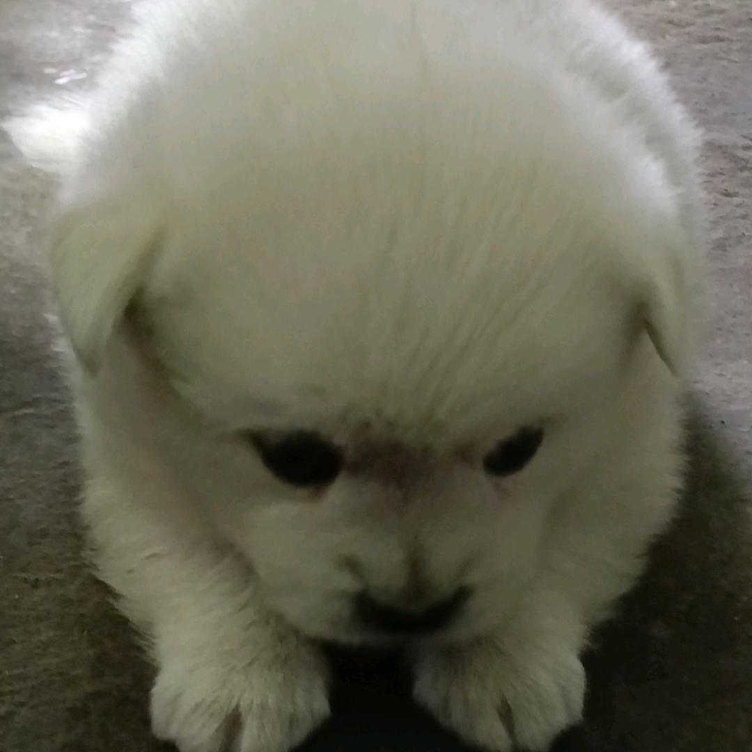 小懒猫