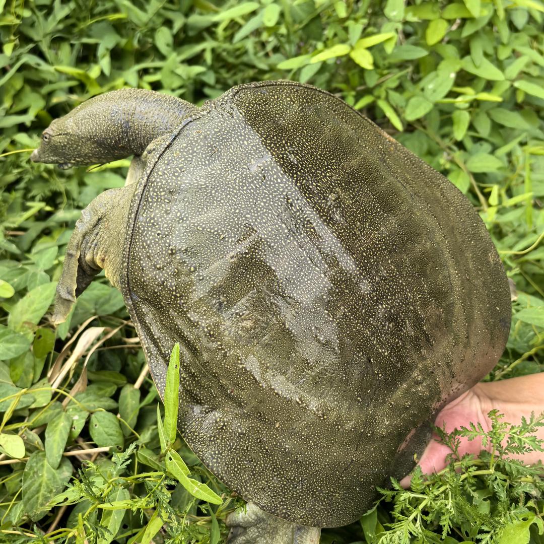 湖南汉寿六六顺甲鱼基地