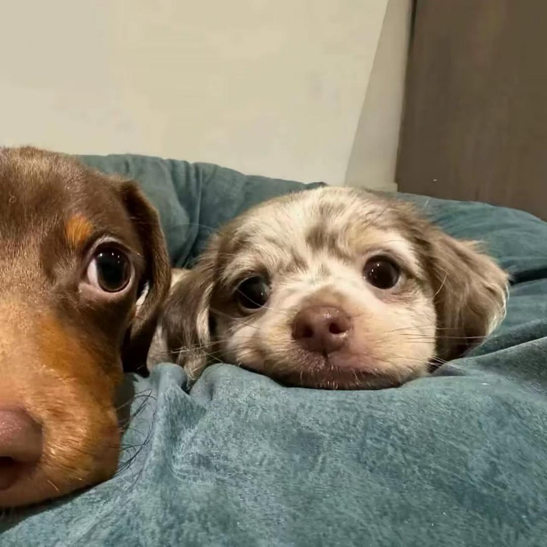 🐶