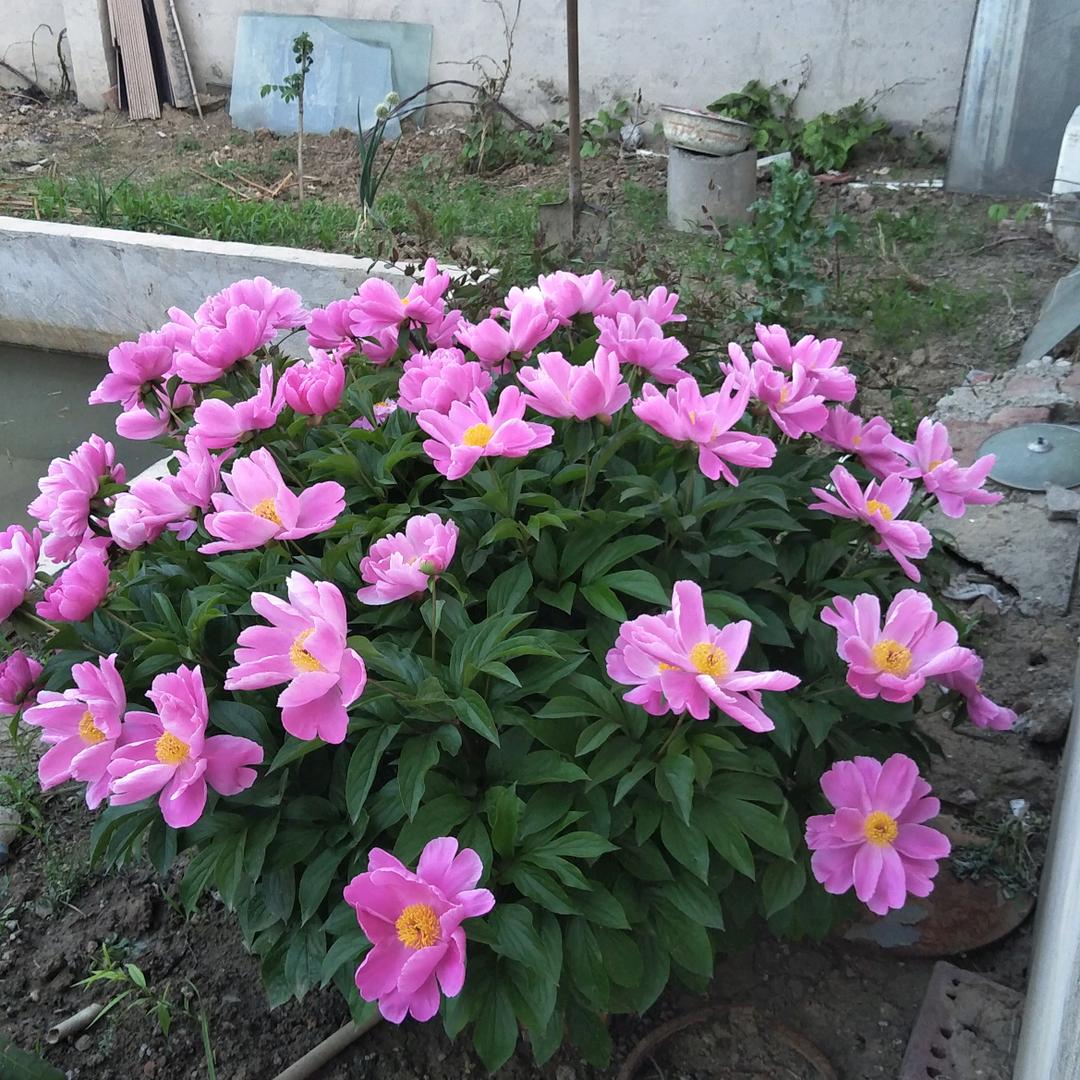 本是天庭已狐仙，