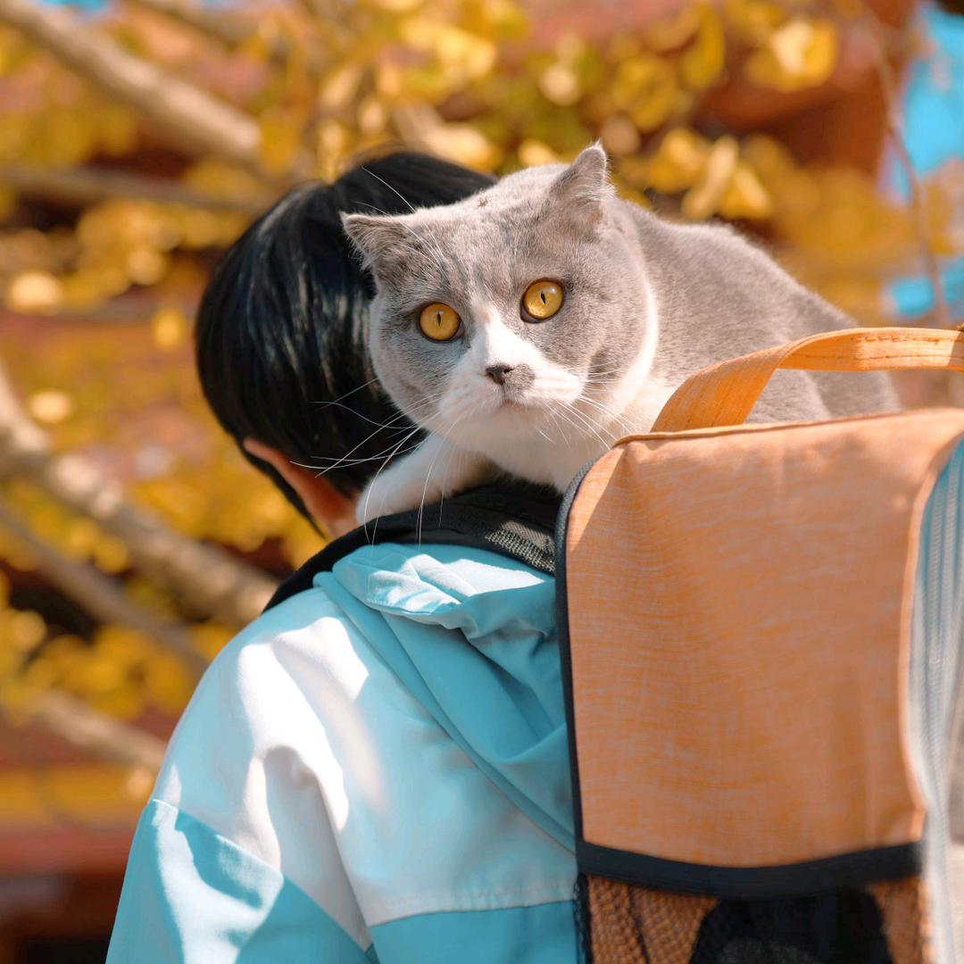 猫总要铲屎
