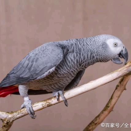 热聊鹦鹉1